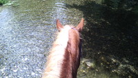 L'ETE AU GRAND GALOP!
